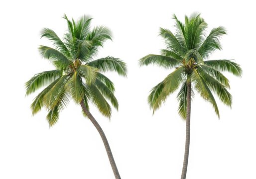 Two green coconut palm trees isolated on white background