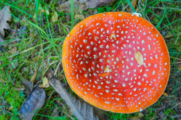 Red fly agaric mushroom in autumn grass