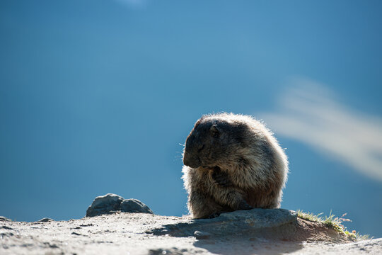 marmot in the mountains