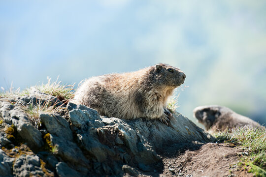 marmot in the alps