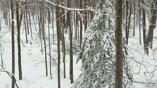 Snowing in the winter forest