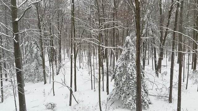 Winter forest view