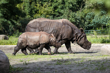 Fototapeta premium Adult Rhinoceros Walking with Calf in Nature