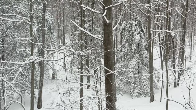 Winter forest scene