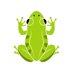 Stylized green frog illustration in a top down view. © dinny