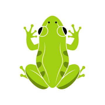 Stylized green frog illustration in a top down view.