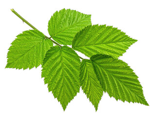 A vibrant, close-up image of a green leaf stem and multiple textured leaves against black