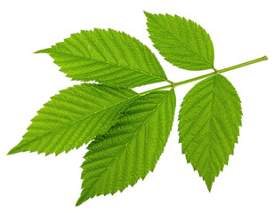 A vibrant, close-up image of a green leaf stem and multiple textured, individual leaves
