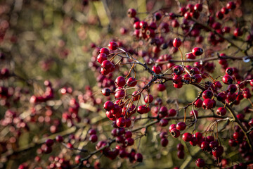 An abundance of hawthorn berries in winter, with a shallow depth of field
