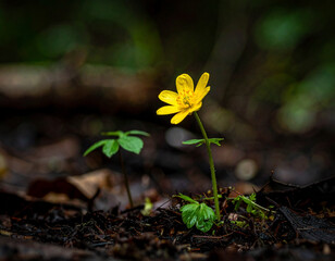 A single, bright yellow rainforest flower is shown growing strongly out of the dark, rich, wet soil of the forest floor.