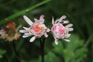 Obraz premium sunny white daisy flower macro 