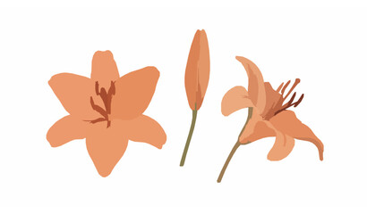 Minimal watercolor orange lilies vector botanical art with blooming flowers and buds isolated on white