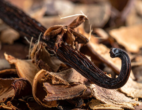 A close-up of a rustic, whole vanilla bean pod showing its dark, oily texture, resting on a bed of dried, rough vanilla leaves.