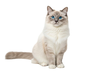 Obraz premium Adult Ragdoll cat with luxurious cream & transparent fur, bright sapphire blue eyes, pink nose, sitting calmly, looking at camera on a white studio background with copy space, concept of elegant