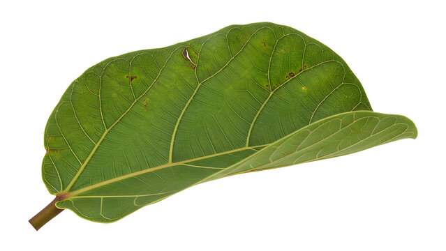 Fiddle-leaf fig leaf photographed from an uncommon side angle, highlighting texture, veins and organic imperfections with studio precision. Isolated on White background