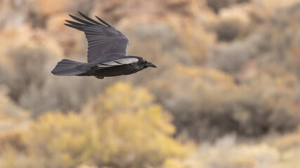 A raven flies low over an autumn yellow cottonwood tree near Antelope Island in Utah USA on a cool fall day with soft cloudy light.