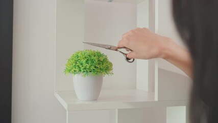 woman trimming small green plant on white shelf using scissors closeup of hand and leaves in modern minimalist room calm focused motion neat white pot and soft lighting satisfying domestic plant