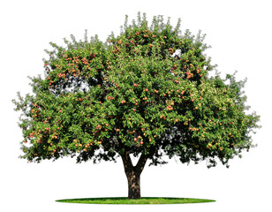 A lush, isolated tree with green leaves and red fruit, cut-out with a dark background