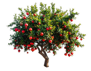 Lush tree laden with ripe, red fruit against a transparent background, isolated