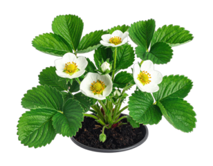 Close-up of a strawberry plant with white flowers and green leaves in a small dark pot