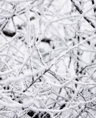snow covered branches
