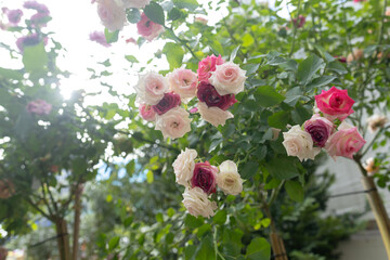 A beautiful rose garden filled with pink and white blossoms. Blooming roses in soft pastel colors surrounded by lush green leaves. A vibrant flower bed with roses in full bloom.