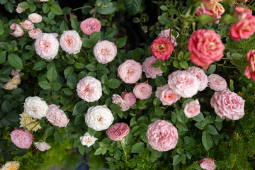 A beautiful rose garden filled with pink and white blossoms. Blooming roses in soft pastel colors surrounded by lush green leaves. A vibrant flower bed with roses in full bloom.