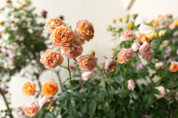  A vibrant beautiful flower blossoms bed garden filled with red orange roses in full bloom with soft pastel colors surrounded by lush green leaves . 