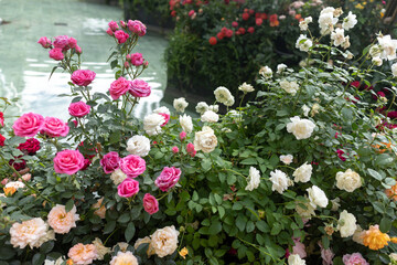 A beautiful rose garden filled with pink and white blossoms. Blooming roses in soft pastel colors surrounded by lush green leaves. A vibrant flower bed with roses in full bloom.