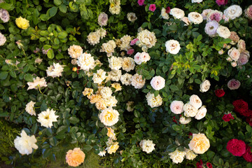 A beautiful rose garden filled with pink and white blossoms. Blooming roses in soft pastel colors surrounded by lush green leaves. A vibrant flower bed with roses in full bloom.
