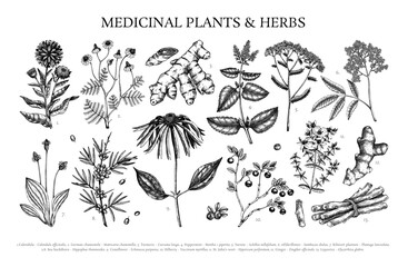Medicinal plant sketches set. Vector herbs, roots, berries hand drawn botanical illustrations for herbal medicine design or apothecary branding. NOT AI generated 