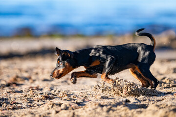 Pure Joy: Miniature Pinscher Puppy Discovering the Beach at Sunrise&mdash;Capturing the Pet-Friendly Coastal Lifestyle and Outdoor Adventure