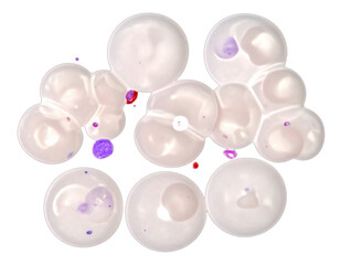 Microscopic cellular structures with varying sizes and colors against a black background