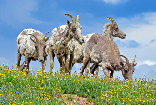 Rocky Mountain bighorn sheep near the summit of Colorados' 14,000-foot Mount Blue Sky (formerly Mount Evans)