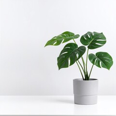A vibrant green plant with lush leaves sits in a sleek white pot, elegantly positioned atop a modern wooden table, adding a touch of nature to the decor.
