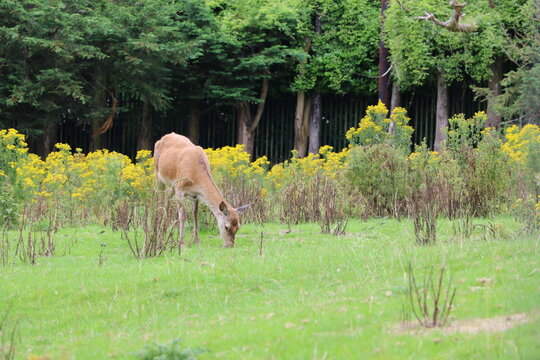 Biche gracieuse se tenant debout dans l'herbe au Bunratty Folk Park