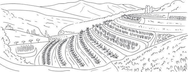Obraz premium Hand drawn black and white line of agricultural terraced fields in hilly landscape