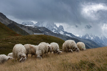 Flock of Sheep on Mountain Pasture Under Dramatic Sky