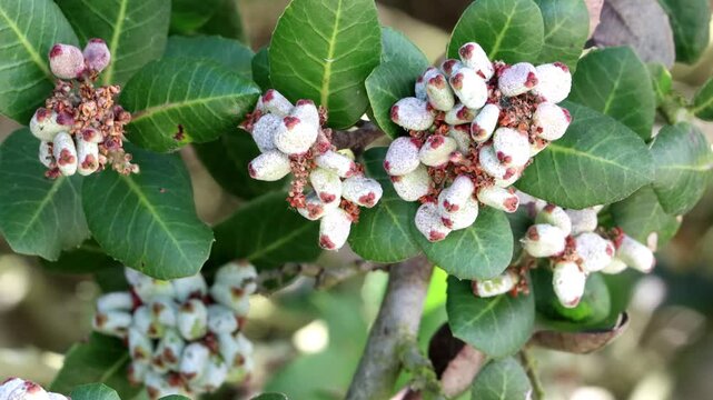 Bittersweet Sumac, Rhus Integrifolia, a magnetic native gynodioecious shrub displaying immature rhomboid trichomatic resinous calycate drupe fruit during Spring in Coastal Los Angeles County.