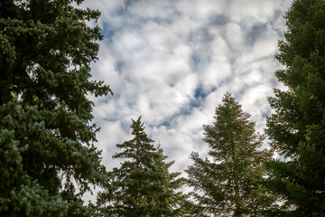pine trees in the forest with cloudy sky
