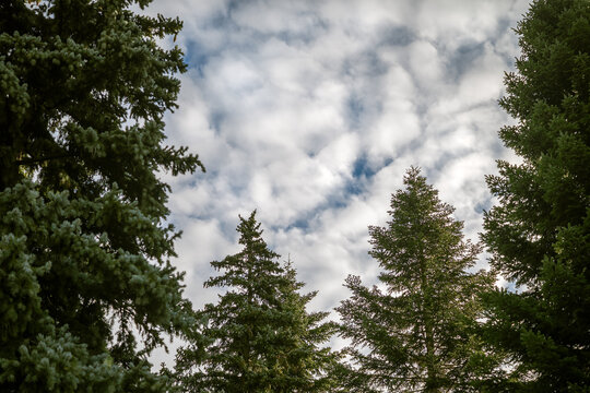 pine trees in the forest with cloudy sky - Powered by Adobe