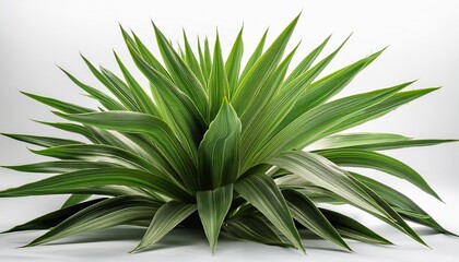 Fototapeta premium close up view of a vibrant green plant with pointed leaves on white background
