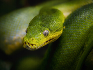 Close-up portrait of a green tree python with vivid scales and piercing eyes