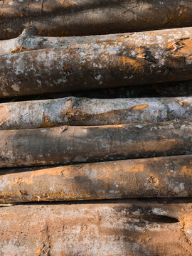 Close up of a Tree Trunk and Timber log