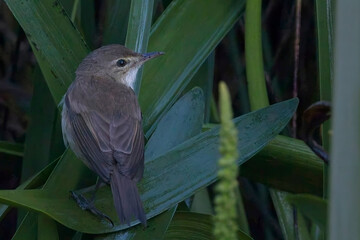 Australian Reed Warbler, (Acrocephalus australis), one in a reedbed near Adelaide, SA, Australia.