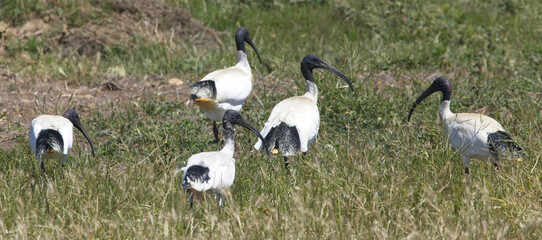 Australian White Ibis, (Threskiornis moluccus), a group of 5 feeding in the grass, near Adelaide, SA, Australia.