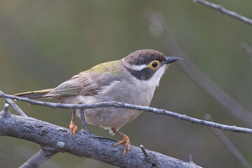 Brown-headed Honeyeater (Melithreptus brevirostris), perched on a bough, Belair National Park, Adelaide, SA, Australia.