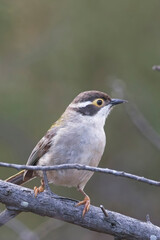Brown-headed Honeyeater (Melithreptus brevirostris), perched on a bough, Belair National Park, Adelaide, SA, Australia.