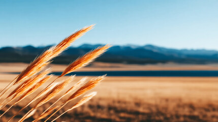 Golden grass swaying in a soft wind over a wide open meadow with distant mountains under a clear blue sky