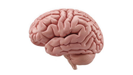 Human brain model on isolated transparent background